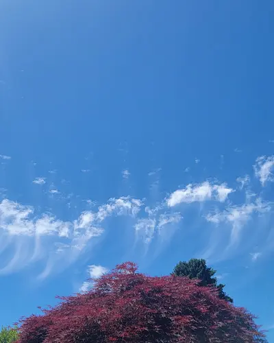 Billowing Thoughts: How Clouds, Breakfast, and Human Bonds Connect